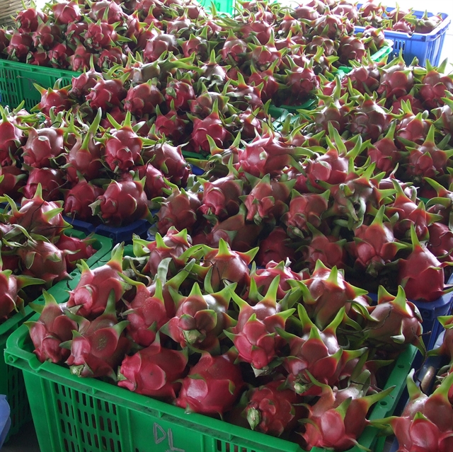 Dragon fruit price rises as export opportunities open up